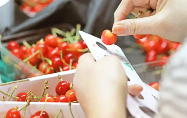 選別・パック詰め作業