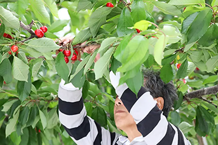 さくらんぼの収穫