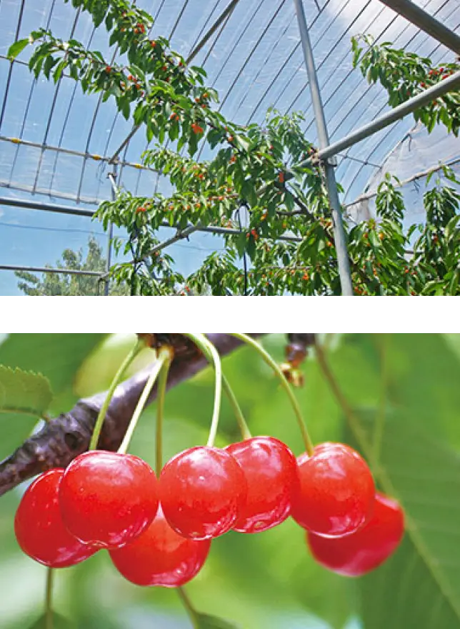 露地栽培さくらんぼ