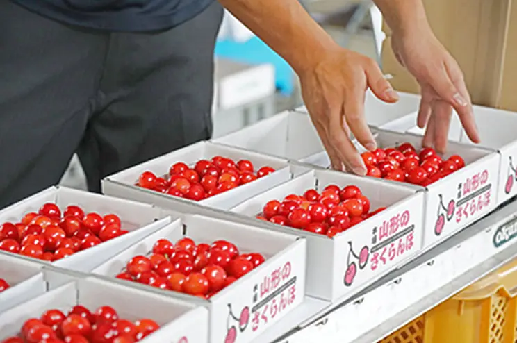 さくらんぼの箱詰め