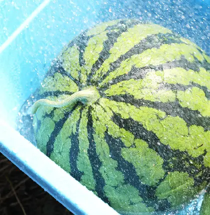 冷やしているスイカ