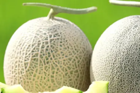 庄内砂丘メロン