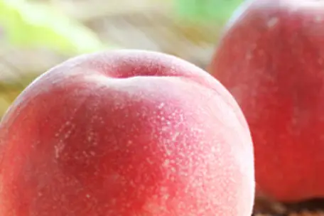 山形の白桃・黄桃