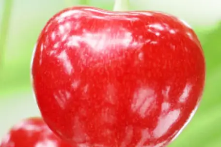 山形さくらんぼ