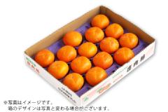 特別栽培庄内柿M玉 約2.5kg/秀品15玉（04-I）