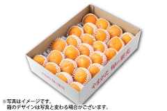庄内柿M玉以上 約5kg/秀品24～30玉（65-N）