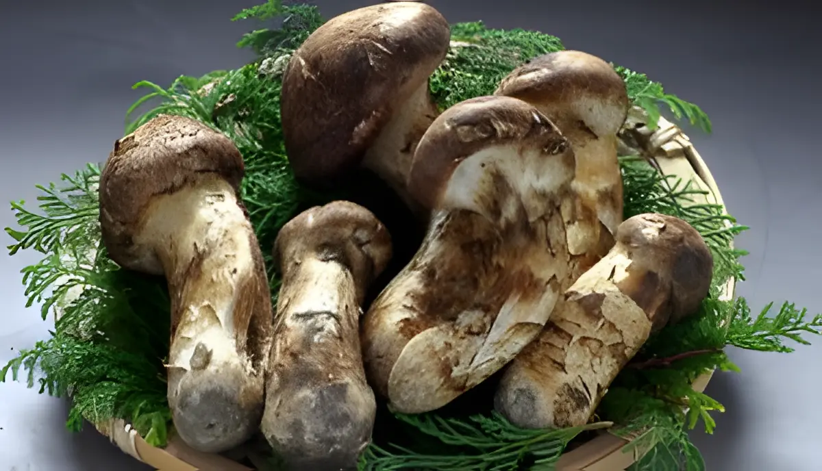 松茸の土瓶蒸し