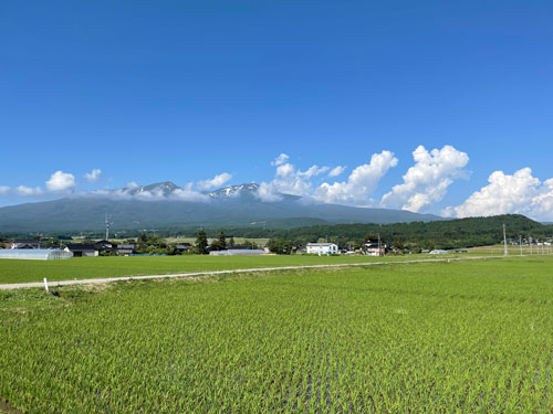 亀の尾　つや姫　庄内平野