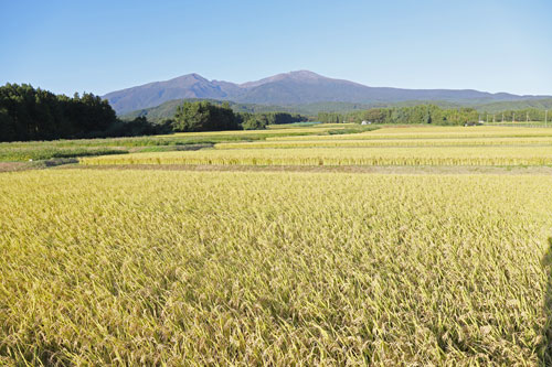 つや姫　庄内平野　山形米