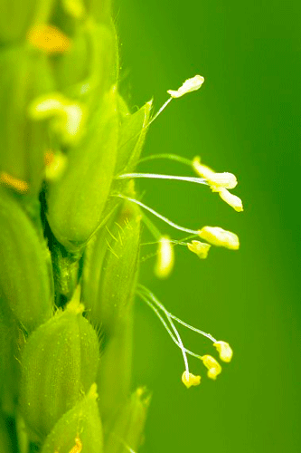 稲の花はあまりなじみはないが8月に咲く