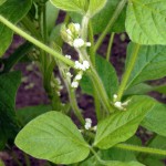 だだちゃ豆の花　だだちゃ豆　枝豆