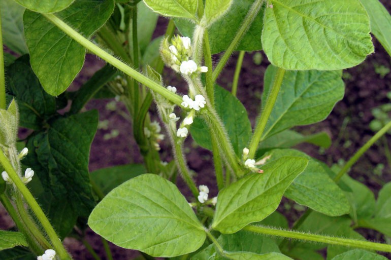 だだちゃ豆の花　だだちゃ豆　枝豆