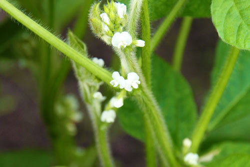 だだちゃ豆の花は白く可愛い小さな花 味の農園