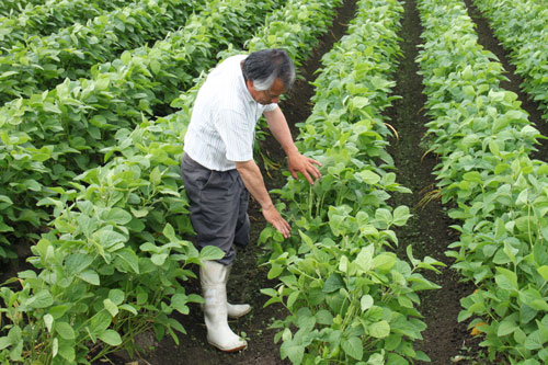 だだちゃ豆　伝統野菜　在来種