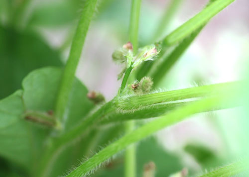 だだちゃ豆の花　だだちゃ豆通販　白山だだちゃ豆