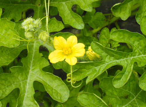 スイカの花は黄色、この花があの大きなスイカになる