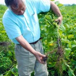 だだちゃ豆　だだちゃ豆通販　白山だだちゃ