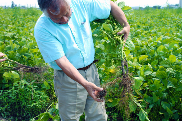 だだちゃ豆の栽培とは 生産者に訊く 味の農園 だだちゃ豆の栽培とは 生産者に訊く 味の農園