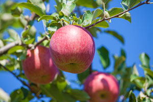 山形サンふじ　樹上完熟りんご　こうとく