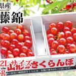 山形さくらんぼ　佐藤錦　大粒さくらんぼ