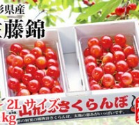 山形さくらんぼ　佐藤錦　大粒さくらんぼ