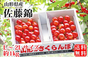 山形さくらんぼ　佐藤錦　大粒さくらんぼ
