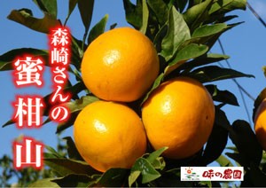 森崎みかん山　はれひめ　土佐文旦