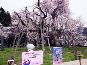 山形さくらんぼ　佐藤錦　完熟さくらんぼ