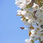 さくらんぼ佐藤錦　山形さくらんぼ　紅秀峰