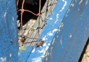 さくらんぼ　マメコバチ　佐藤錦