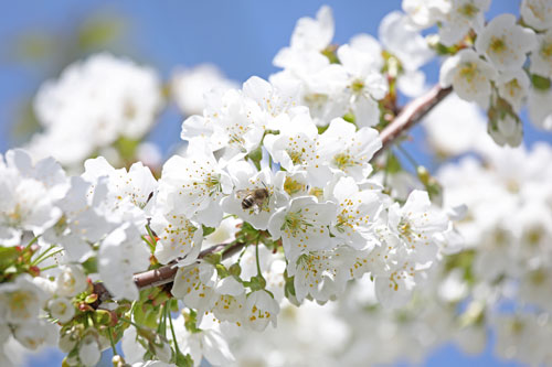 雪の中で満開になるサクランボの花 味の農園