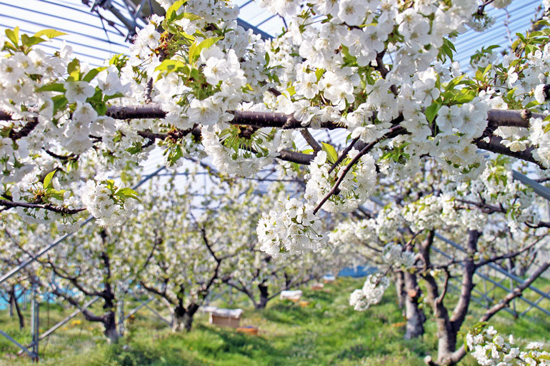 さくらんぼ ラフランス 桃 りんご 果樹園のお花見 味の農園