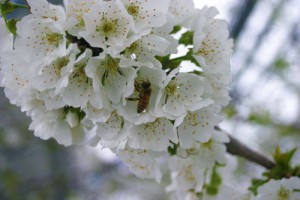 サクランボ　佐藤錦　開花