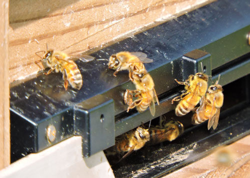 さくらんぼ満開の行動 ミツバチとマメコバチ 味の農園