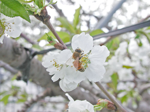 雪の中で満開になるサクランボの花 味の農園