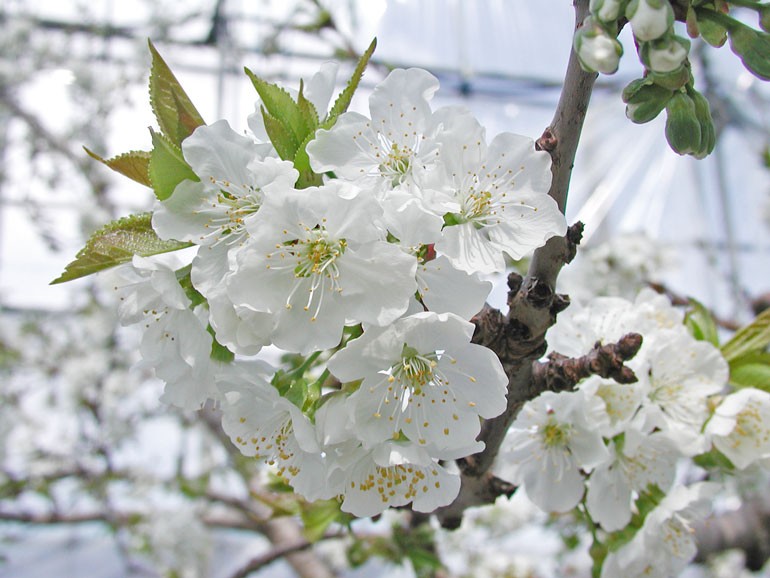 雪の中で満開になるサクランボの花 味の農園