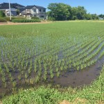 お米通販　おコメ通販　おこめ通販