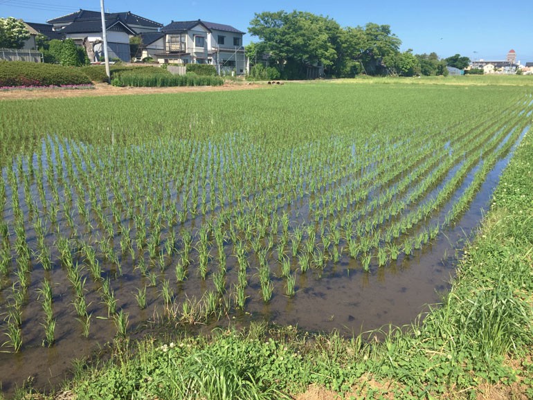 お米通販　おコメ通販　おこめ通販