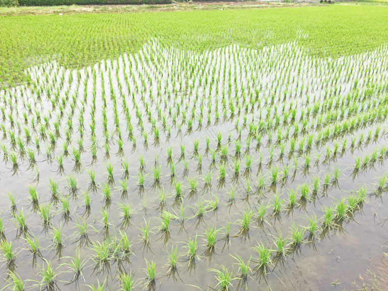 こちらは田植え後の5月26日の田んぼです|味の農園 こちらは田植え後の5月26日の田んぼです|味の農園
