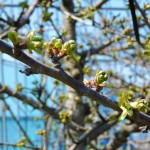 さくらんぼ　遅霜　佐藤錦