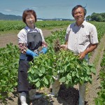 だだちゃ豆　白山だだちゃ　だだちゃ豆通販