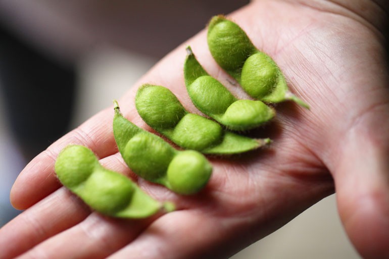 殿様のだだちゃ豆　だだちゃ豆通販　白山だだちゃ豆