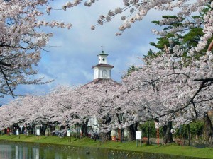 だだちゃ豆　殿様　白山