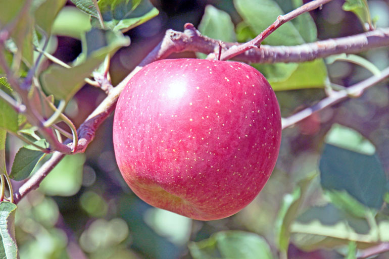 サンふじ 無袋ふじ 発祥の地 朝日町 味の農園