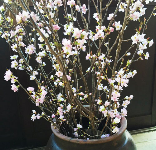 啓翁桜　味の農園　紅彼岸桜