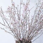 啓翁桜　啓翁桜通販　啓翁桜お取り寄せ