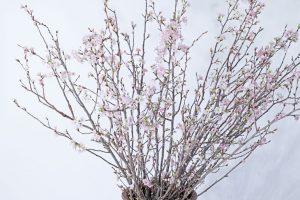 啓翁桜　啓翁桜通販　啓翁桜お取り寄せ