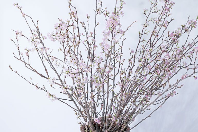 啓翁桜　啓翁桜通販　啓翁桜お取り寄せ