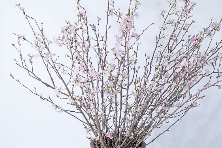 啓翁桜、大型125㎝サイズ10本セットのご提案です｜味の農園