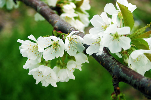 豊作祈願　花見　夜桜